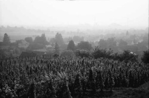 Seefelden: Weinberge bei Seefelden