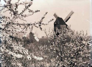 Werder: Zwei Windmühlen hinter Blütenzweigen