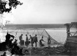 Teichfischerei : Teichfischerei Wermsdorf, Abfischen