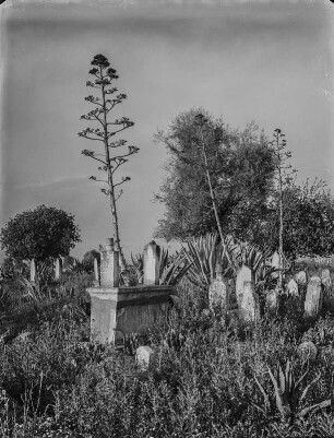 Friedhof : Alter von Agaven überwucherter Friedhof