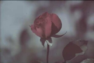 Blüte einer roten Rose