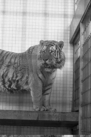 Gutachten von Zoodirektor Dr. Neugebauer zur Verringerung des Tigerbestands von neun auf sieben Tiger im Rahmen einer Gesamt-Reduzierung des Tierbestands im Karlsruher Zoo