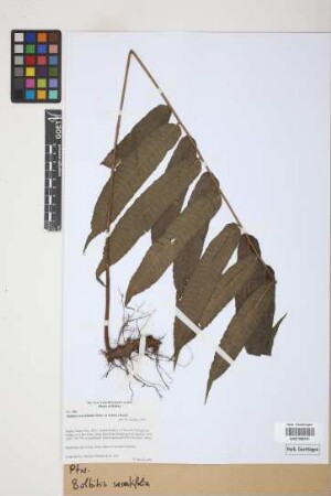 Bolbitis serratifolia (Mertens) Schott, 1834