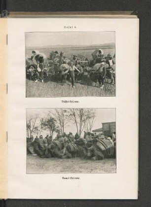 Tafel 4. Büffel-Kolonne. und Kamel-Kolonne.