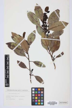 Ilex canariensis canariensis Poir.