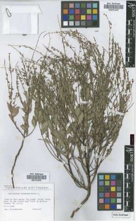 Phyllanthus maderaspatensis L.