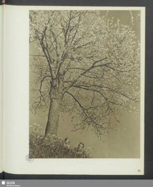 Ein Baum, ein guter Rastplatz
