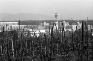 Freiburg, Lehen: Hochhäuser von Landwasser, Vordergrund Weinberg