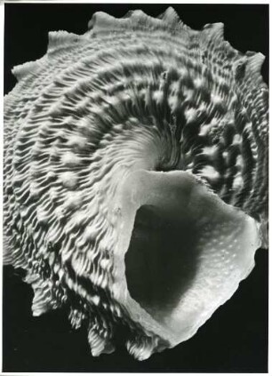 Astralium longispinum, Bahama-Inseln
