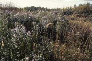 Königsbrück. Ehemaliger Truppenübungsplatz der Gruppe der Sowjetischen Streitkräfte in Deutschland (GSSD). Vegetation (Wilde Astern und Gräser)