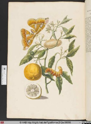 [Metamorphose eines Schmetterlings]