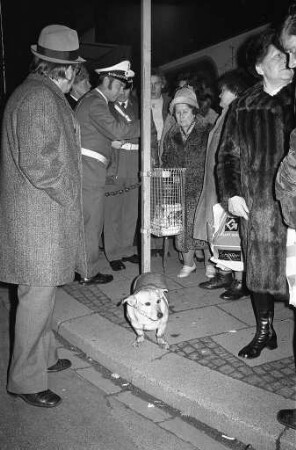Haustier Hund