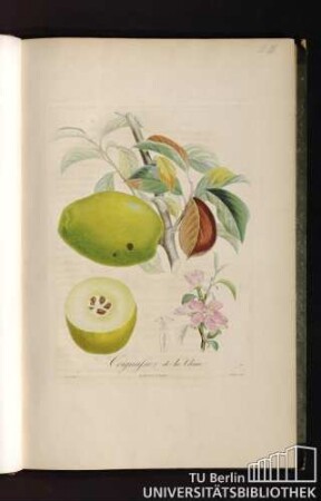 Pl. III. Coignassier de la Chine.