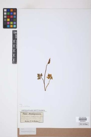 Botrychium multifidum (Gmel.) Rupr.