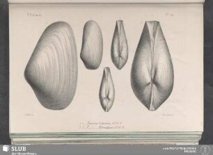 Pl. 354