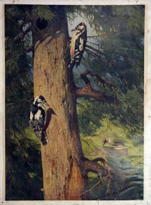 Buntspechte