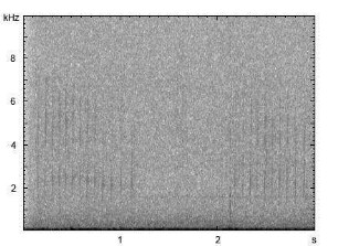 Haselhuhn | Tetrastes bonasia - Ruf