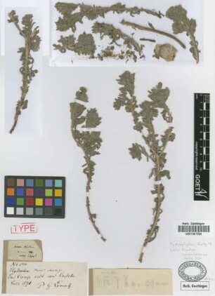 Nama echioides Griseb. [syntype]