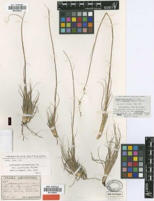 Andropogon saccharoides Sw. var. polytrichus Griseb.