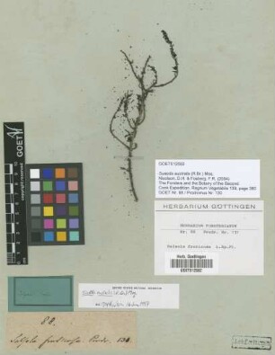 Suaeda australis (R.Br.) Moq.