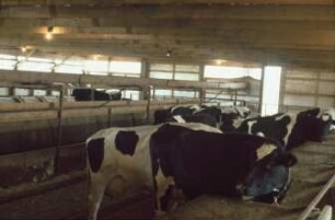 Fotografie: Tierproduktionsverfahren, Liegeboxenlaufstall