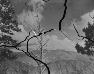 Gebirgslandschaft : Blick in eine Gebirgslandschaft. Im Vordergrund ein toter Baum