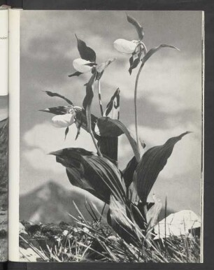 23 Frauenschuh (Cypripedium calceolus) die prächtigste der heimischen Orchideen.