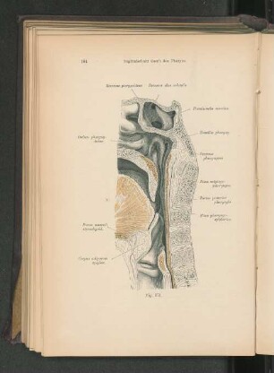 Fig. 171. Sagittalschnitt durch den Pharynx.