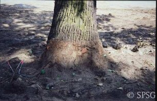 Königs Wusterhausen, Dokumentation zur Wiederherstellung, Beschädigung der Eiche im Parterre.