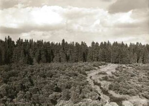 Erzgebirge. Großer Kranichsee nordöstlich von Graßlitz. Krummholzkiefern