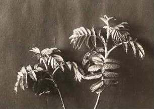 Europa. Vogelbeere (Sorbus aucuparia), Eberesche im Blattaustrieb