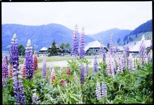Menzenschwand: über Wiese zum Hinterdorf, Vordergrund Lupinen