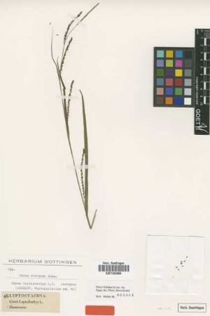 Carex leptostachys L.f. [isotype]