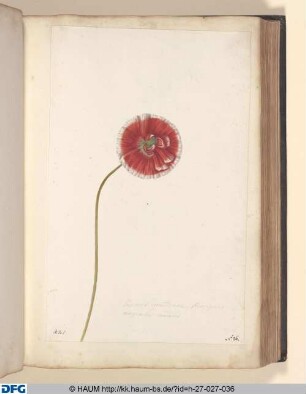 Papaver erraticum, flore egneo marginibus candidis.