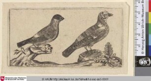 [Ein Dompfaff und ein Eichelhäher; Bullfinch and a jay, in profile to the right]