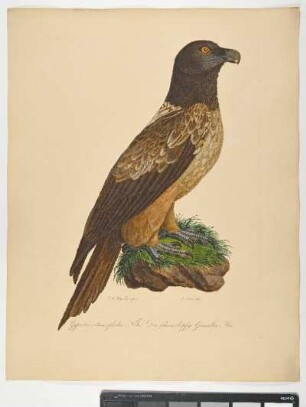 Gypaetos melanocephalus. Nobis. Der schwarzköpfige Geieradler. Mas. - Bartgeier. Gypaetus barbatus; mas. - Zeichner: Johann Mathias Hergenröder; Stecher: Johann Carl Bock