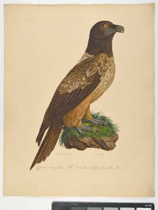 Gypaetos melanocephalus. Nobis. Der schwarzköpfige Geieradler. Mas. - Bartgeier. Gypaetus barbatus; mas. - Zeichner: Johann Mathias Hergenröder; Stecher: Johann Carl Bock