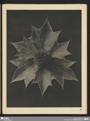 Eryngium maritimum - Meerstrands-Mannstreu -Hüllblätter mit Blütenköpfchen (4mal vergrößert)