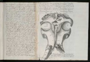 Accurata monumenti fossilis delineatio, nempe Superioris Capitis Elephantini. [...] [Kupferstich]
