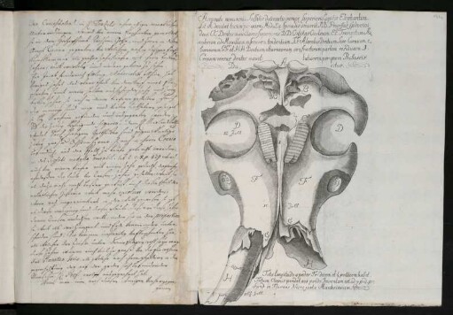 Accurata monumenti fossilis delineatio, nempe Superioris Capitis Elephantini. [...] [Kupferstich]