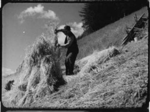 Mitteleuropa, Tirol - Roggenernte (Schnitt mit Sicheln)