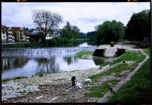 Rotenburg: von der Fuldabrücke auf Wehr, unten Schwäne