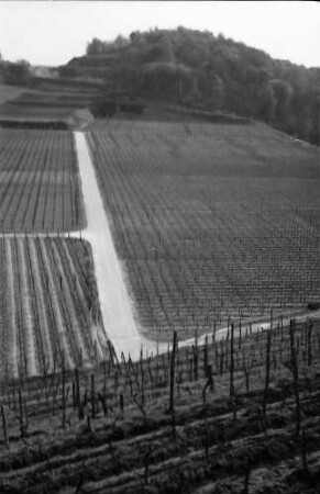 Bickensohl: Umgelegte Weinberge mit Blick auf Achkarren
