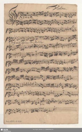 Violone.