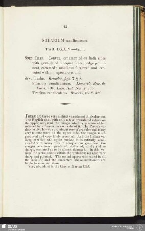 Solarium canaliculatum. Tab. DXXIV.—1