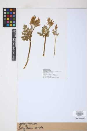 Botrychium boreale