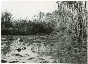"Plaur" und andere Wasserpflanzen