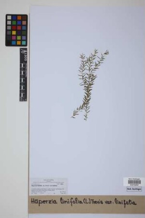 Phlegmariurus linifolius (L.) comb. ined.