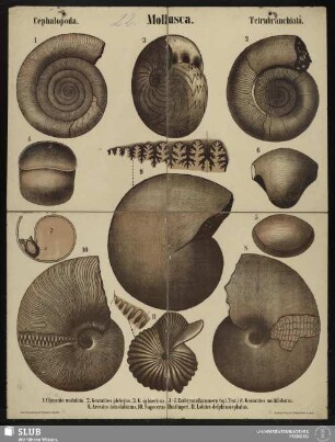 Tafel 22: Mollusca : Cephalopoda : Tetrabranchiata