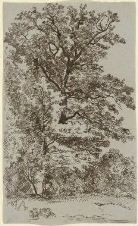 Baum mit Unterholz